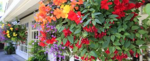 bloemen en planten tips