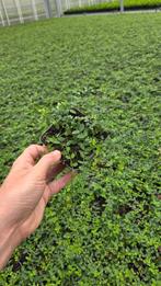 goedkoop planten bestellen