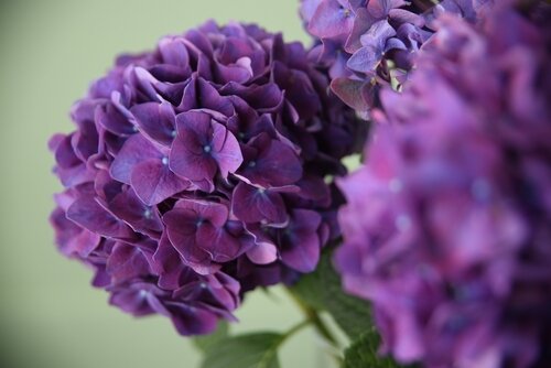 paarse bloemen vaste plant