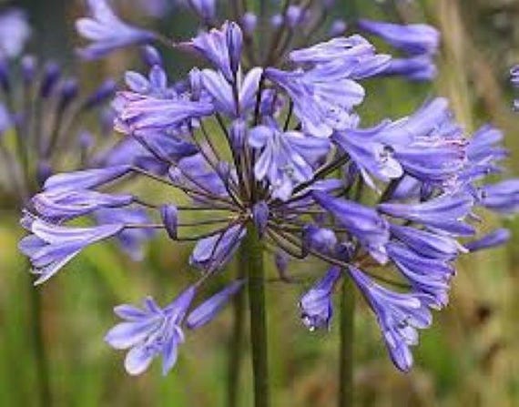 blauwe bloemen vaste plant