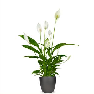 bloem en plant