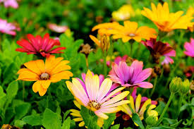 bloemen en planten