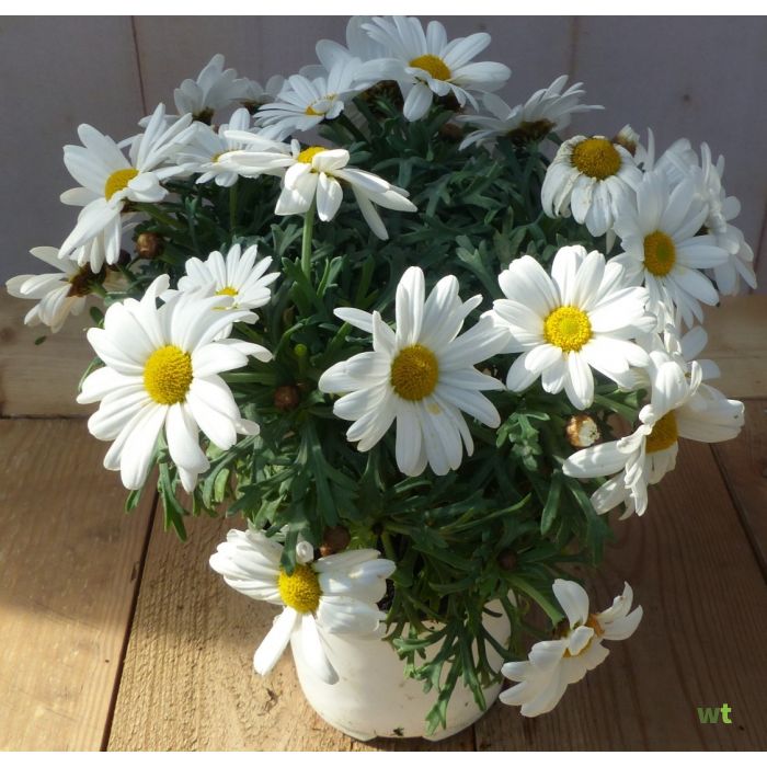 eenjarige planten met witte bloemen
