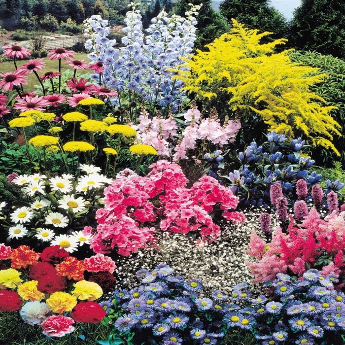 goedkope tuinplanten kopen