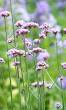 plant met paarse bloemen op lange steel
