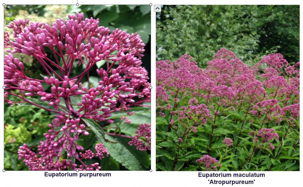 plant met roze bloemen buiten