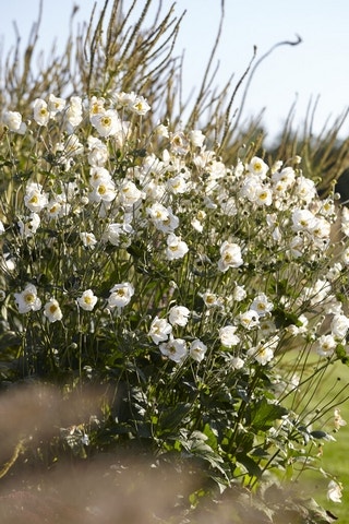 plant met witte bloemen