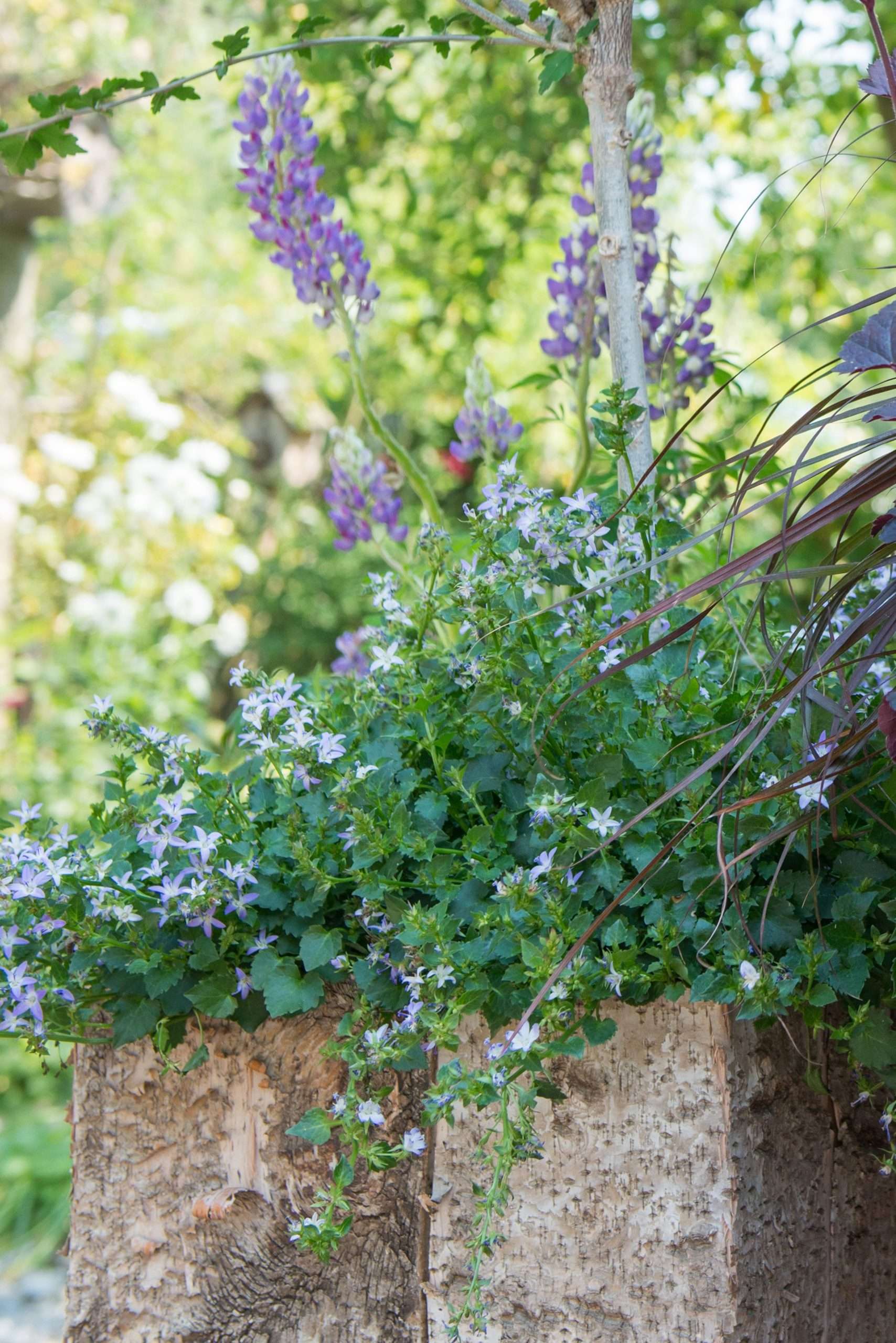 planten in pot buiten