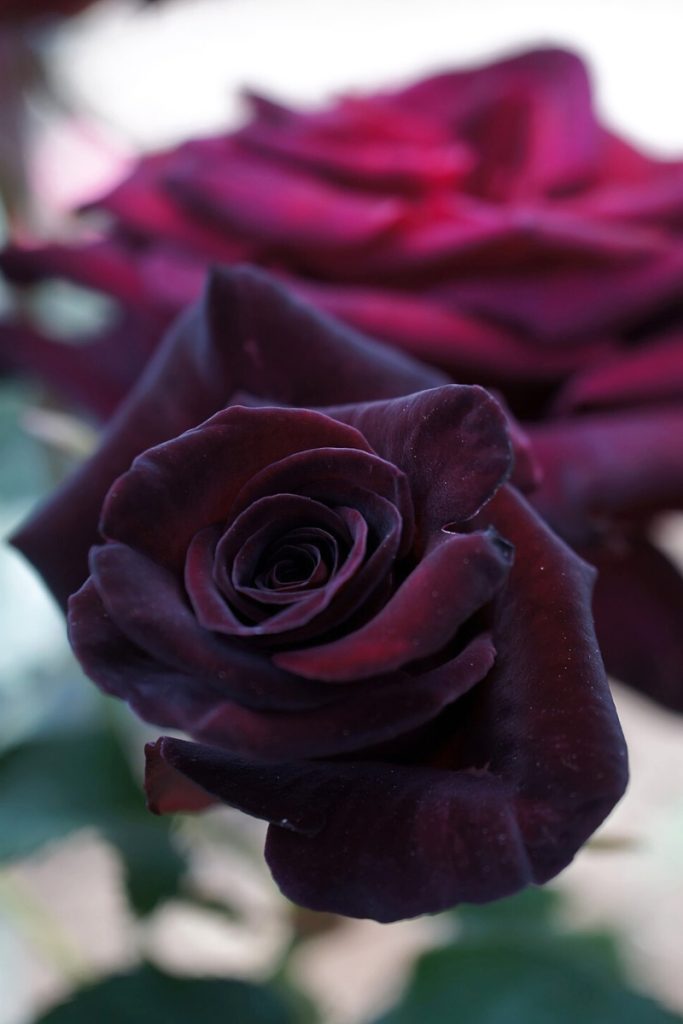 zwarte bloemen