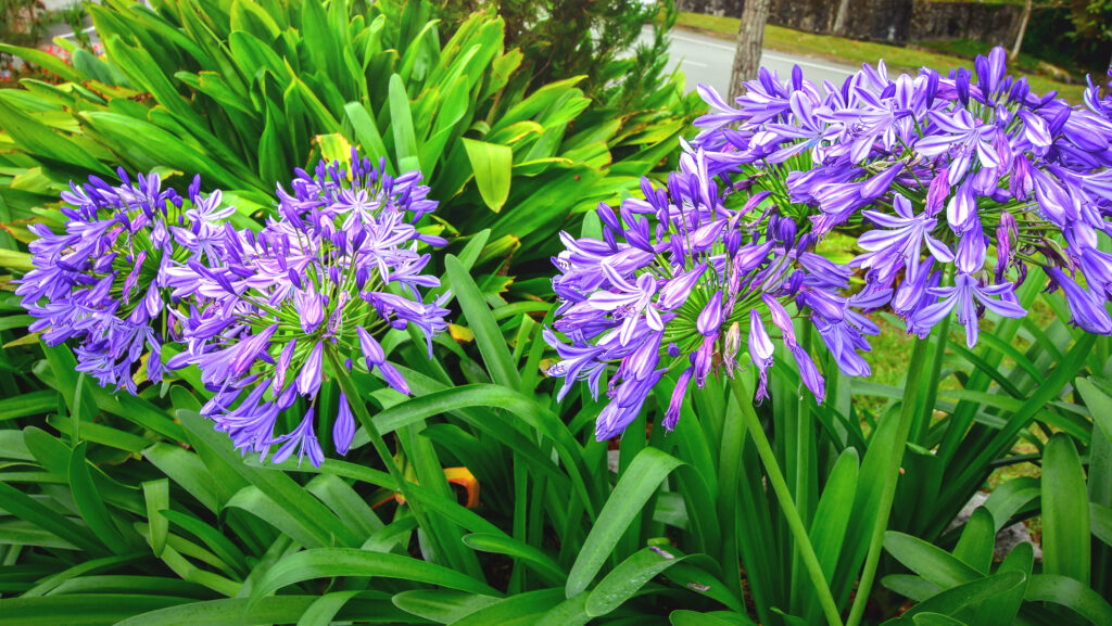 bloemen en planten voor buiten
