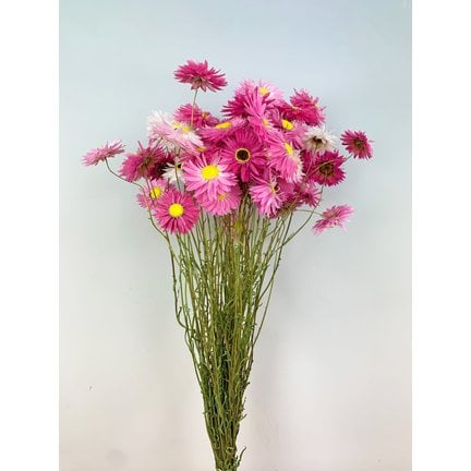 gedroogde bloemen kopen
