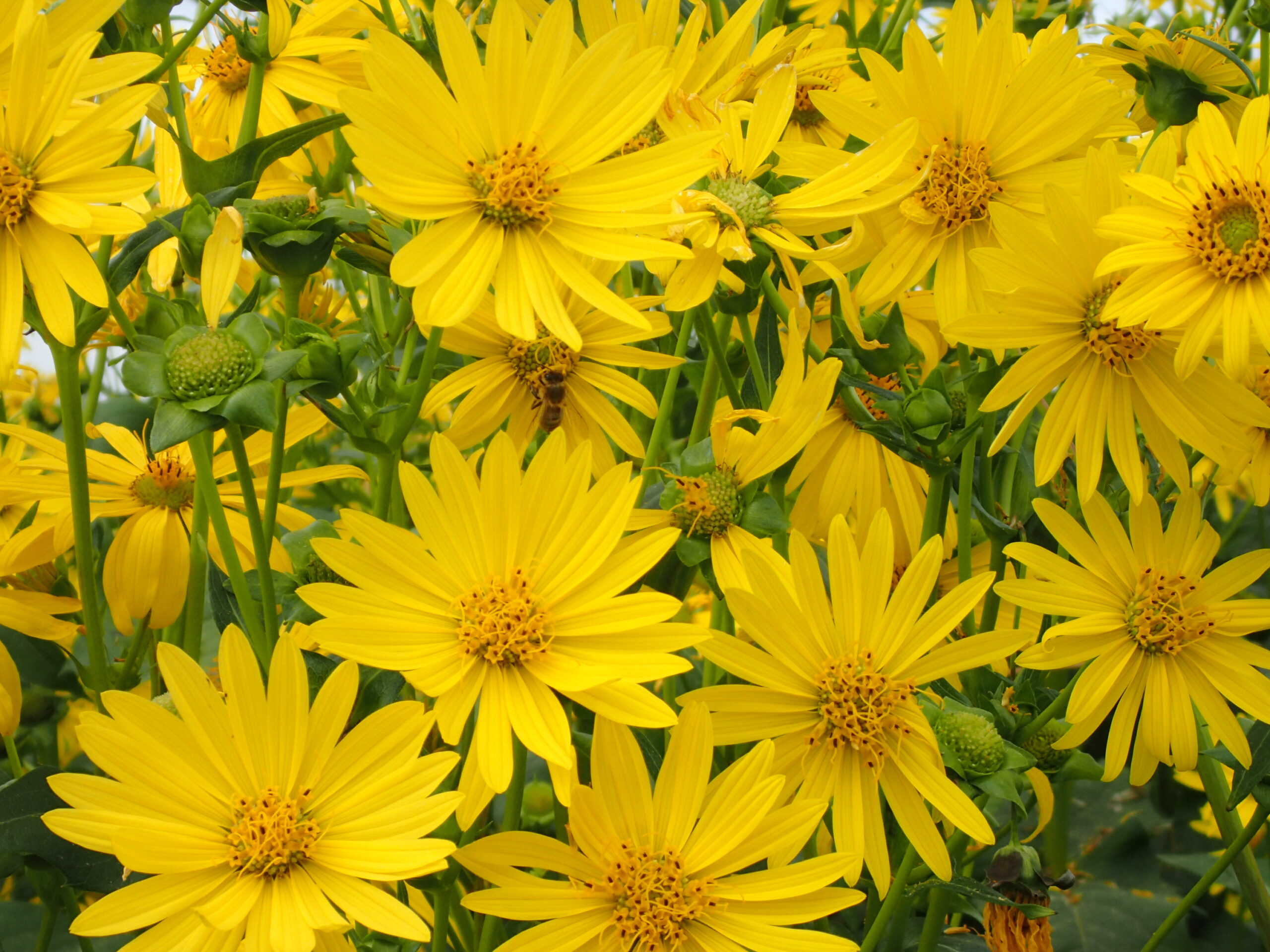 gele bloemen vaste plant