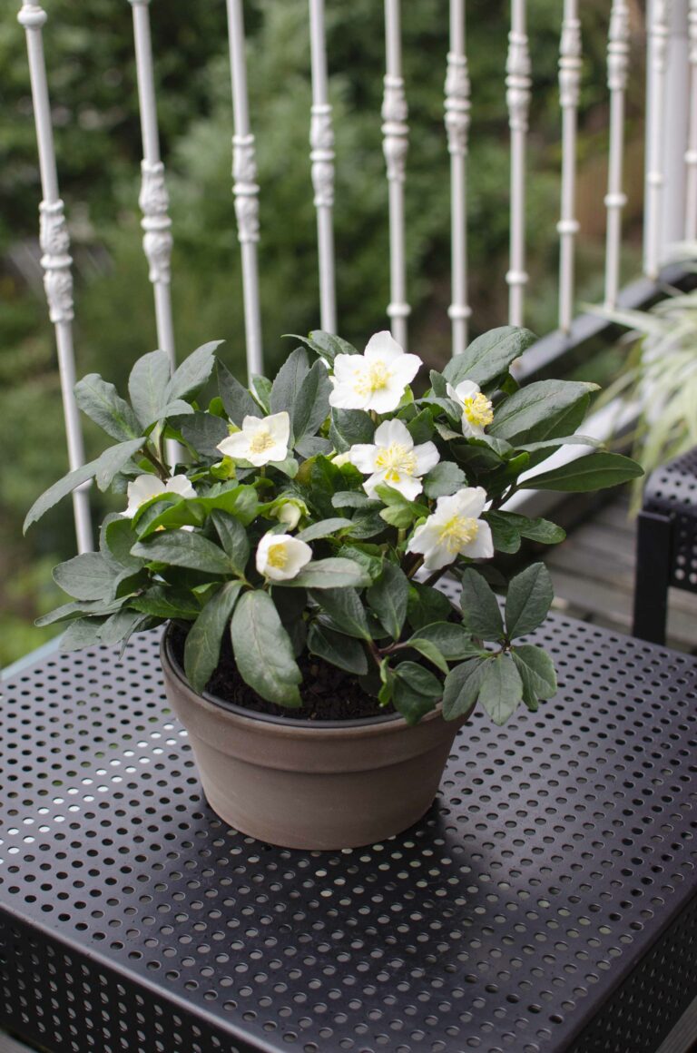 groenblijvende planten met witte bloemen