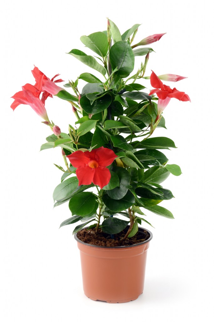 planten met bloemen voor buiten