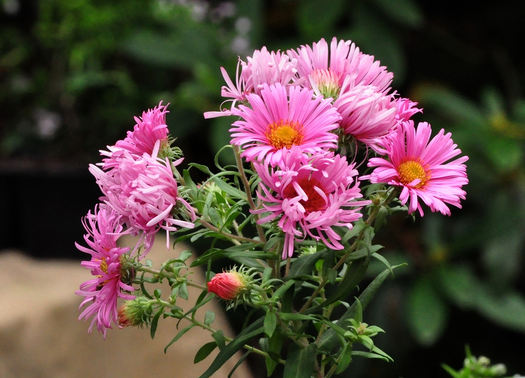 roze bloemen vaste plant