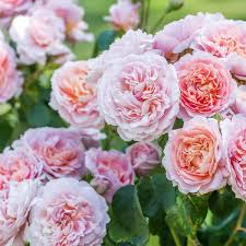 rozen planten kopen