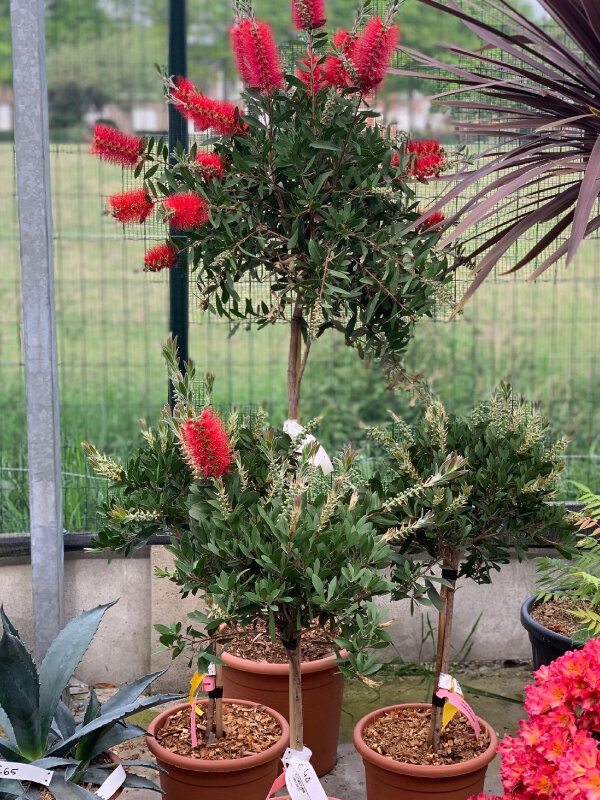 terras planten