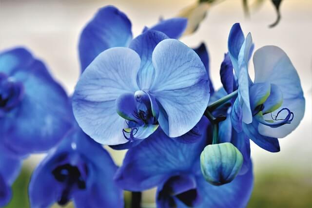 tropische bloemen