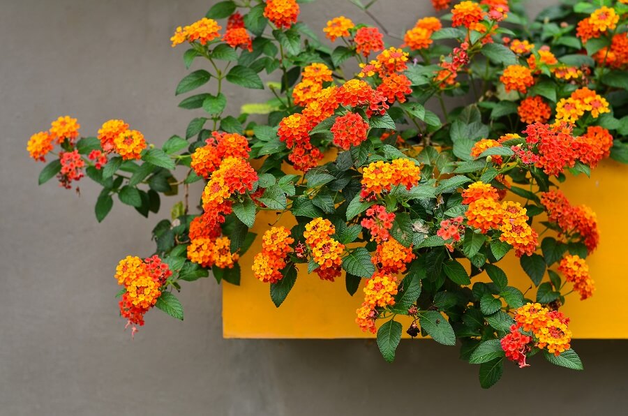 tropische planten met bloemen
