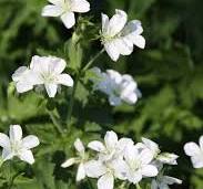 vaste plant met witte bloemen