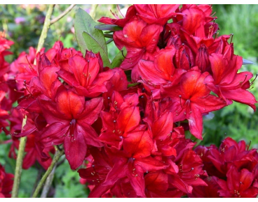 azalea kapellen