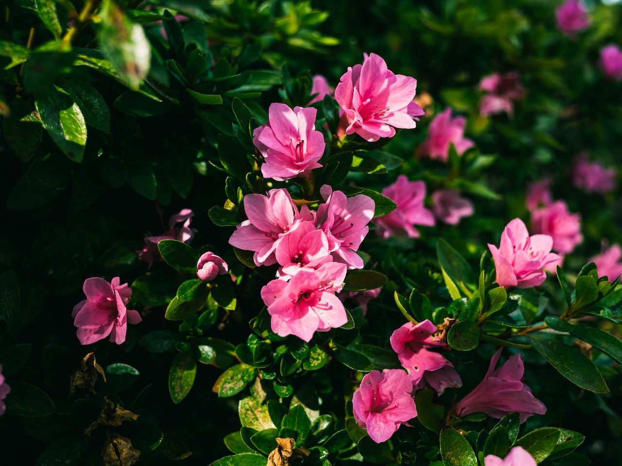 bloemen planten in september
