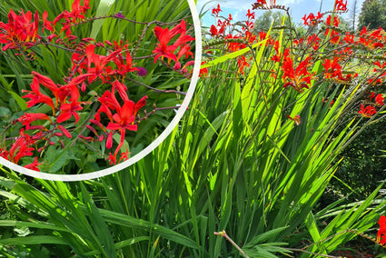 hoge plant met rode bloemen