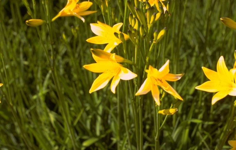 lange plant met gele bloemen