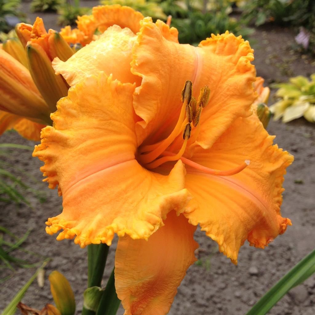 oranje bloemen vaste plant