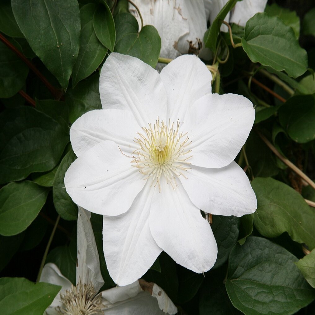 plant met grote witte bloemen