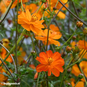 plant met kleine gele bloemen