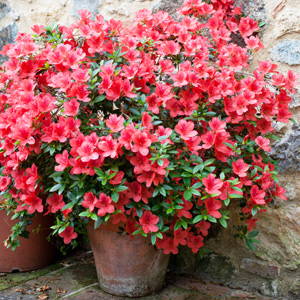 plant met rode bloemen voor buiten