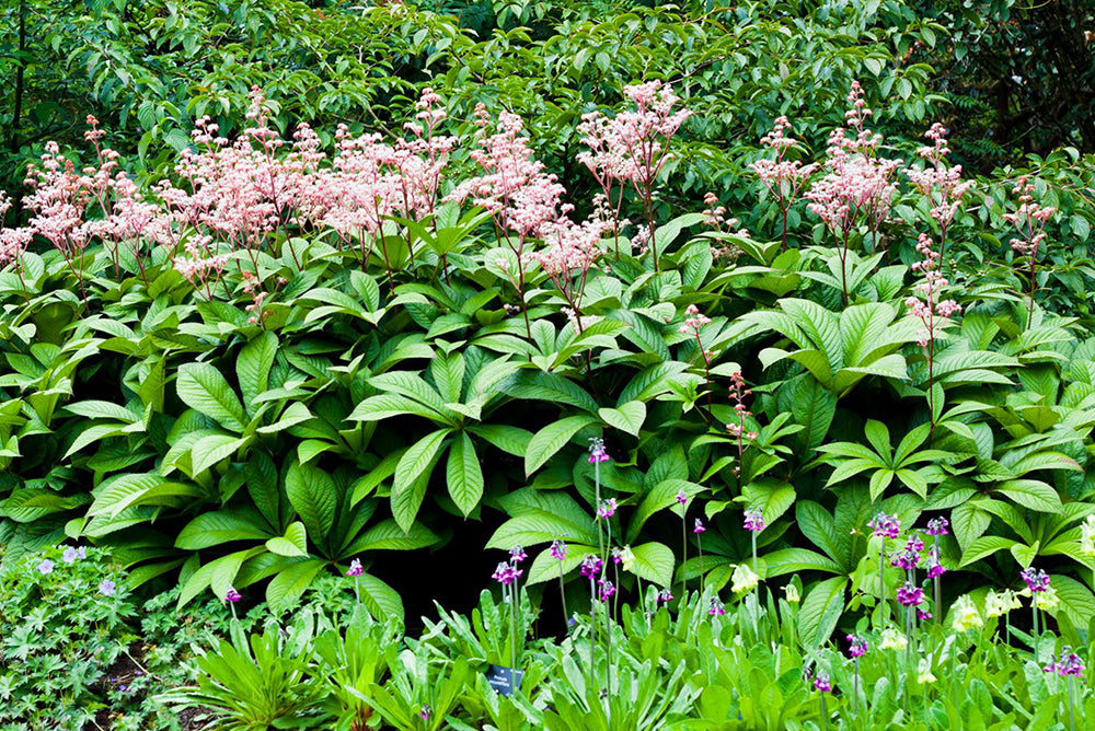 planten met groene bloemen
