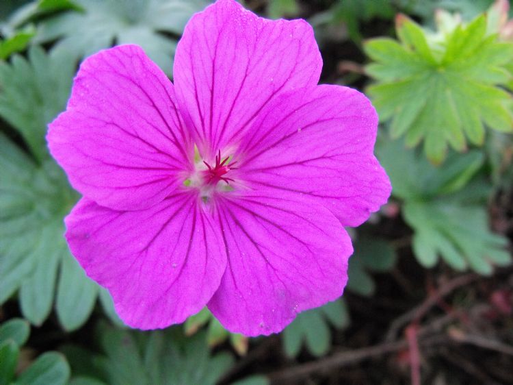 roze bloemen tuin