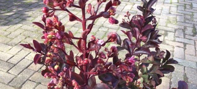 tuinplant met grote rode bloemen