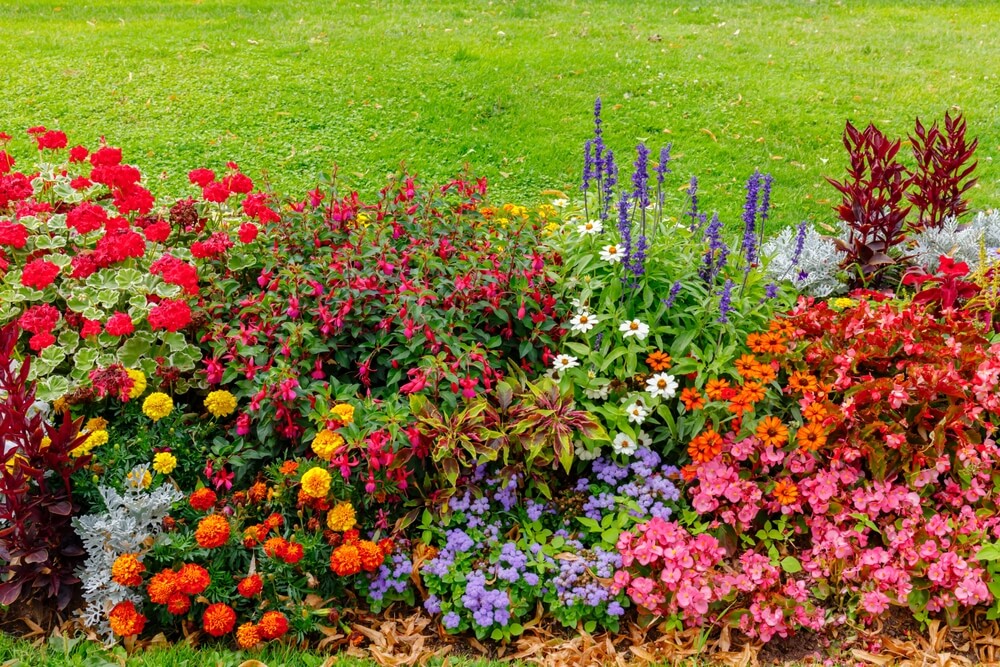 tuinplant met grote roze bloemen