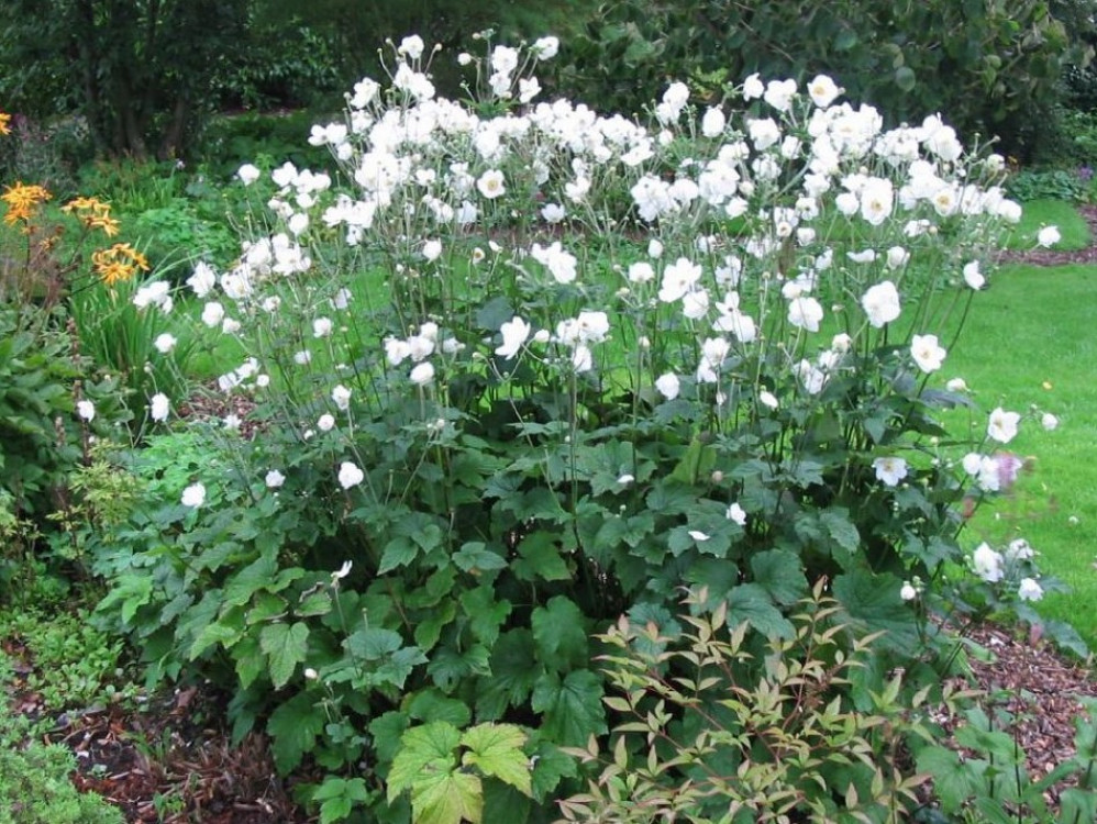 tuinplant met grote witte bloemen