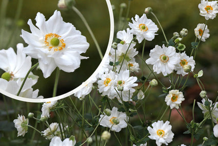 bloemen planten september