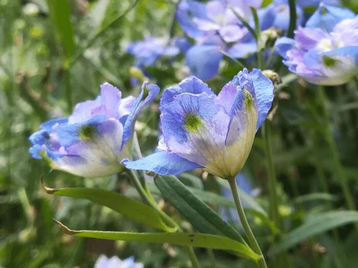 eenjarige planten met blauwe bloemen