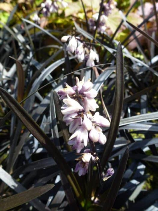 zwarte tuinplanten