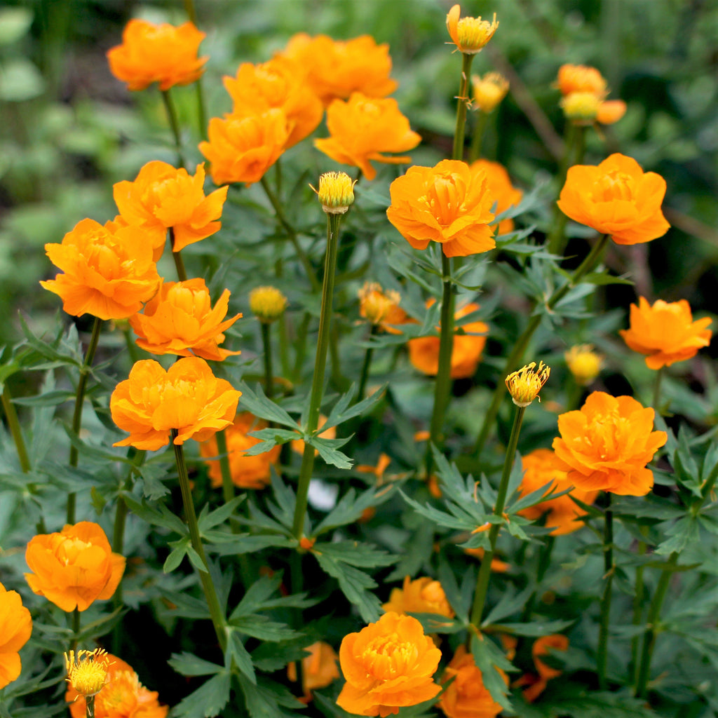 gele bloemen in de tuin