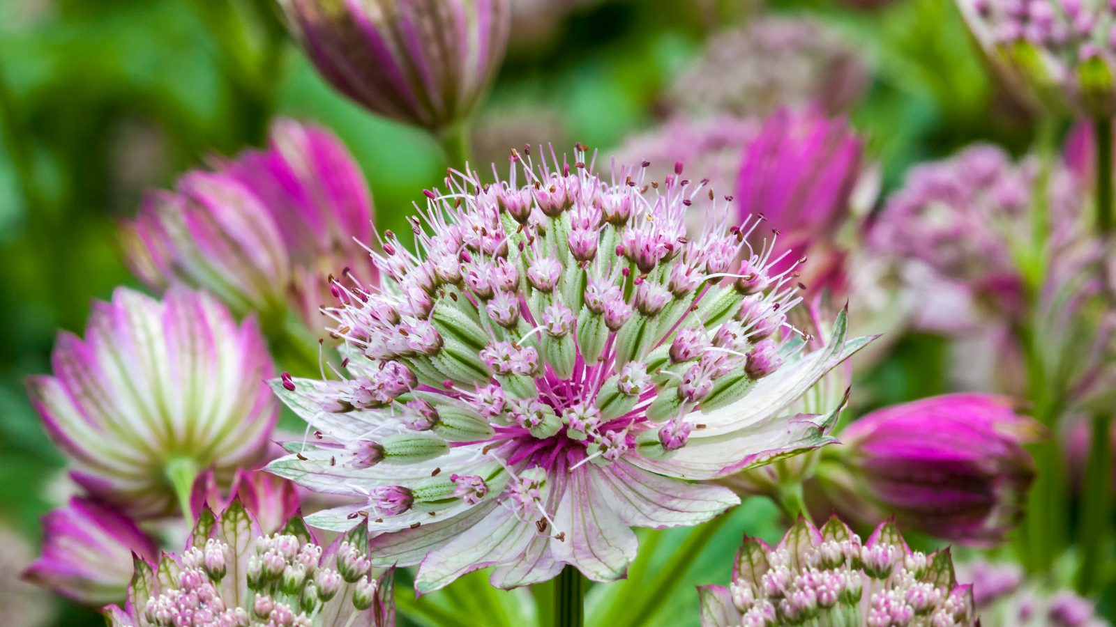 vaste tuinplant met roze bloemen