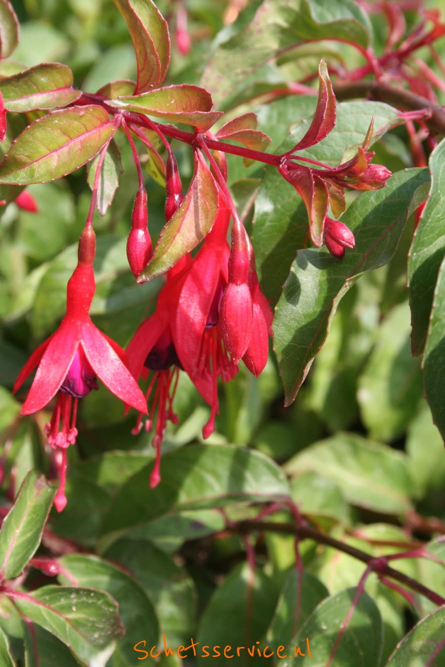 winterharde planten met rode bloemen